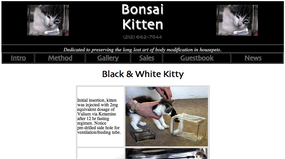 schermata bonsaikitten