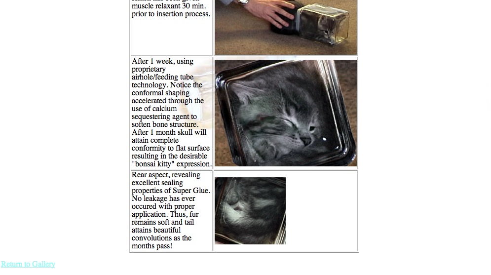 schermata bonsaikitten