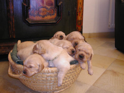 immagine cuccioli