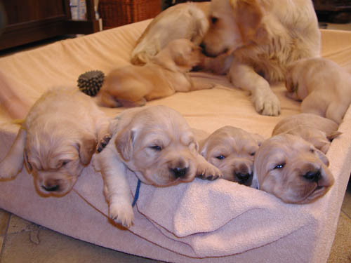 immagine cuccioli