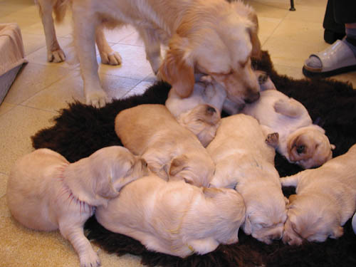 immagine cuccioli