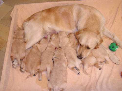 immagine cuccioli