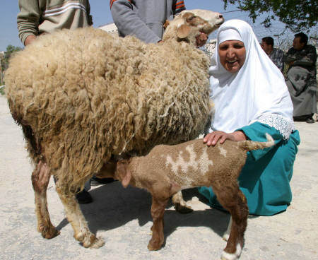 [altra foto dell'agnello]