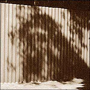 [volto nell'ombra di foglie]